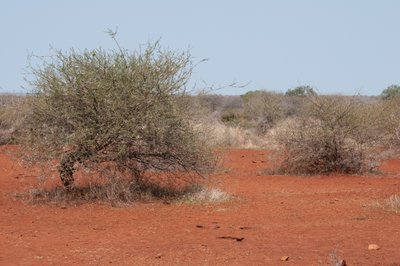 20090810051144 - Lower Sabie Road, Kruger National Park