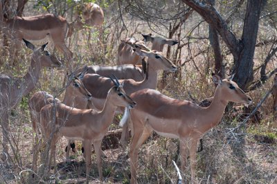 20090811031616 - Impala, Kruger National Park