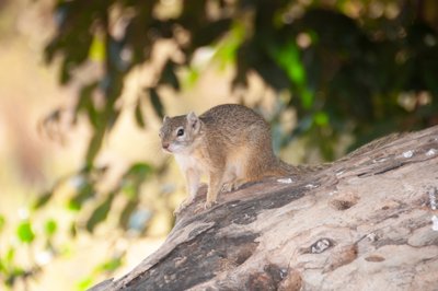 20090811074249 - Chipmunk