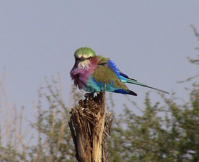 20090812011500 - Lilac-Breasted Roller at Kruger National Park (crop)