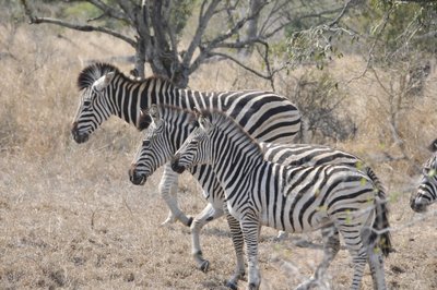 20090815055321 - Plains Zebra Herd Running