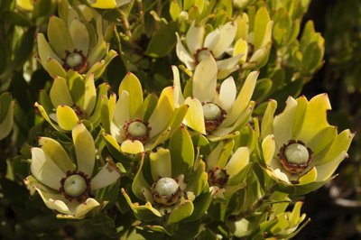20090819074315 - Yellow Protea Flowers Close-Up