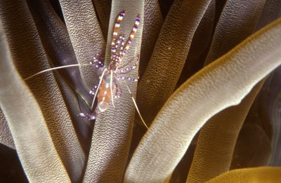 Bonaire 99   Peppermint Shrimp