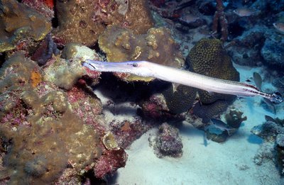 Bonaire 99   Pipe Fish Horizontal