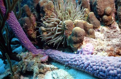 Bonaire 99   Pretty Coral Scene