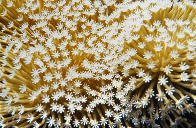 Palau   Blooming Coral