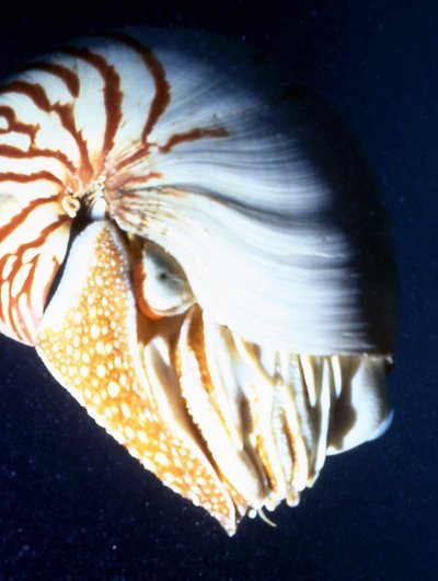 Palau   Nautilus