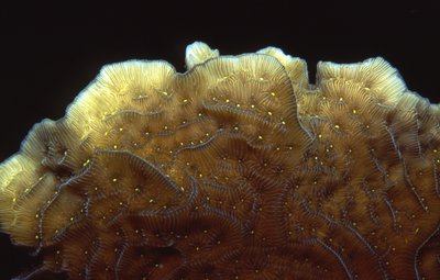 Palau   Pretty Coral