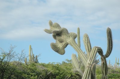 Mutant Cactus