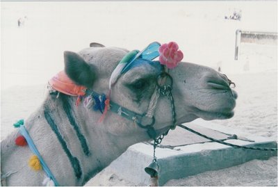 Camel Head